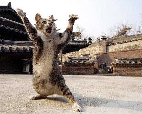 tai chi cat